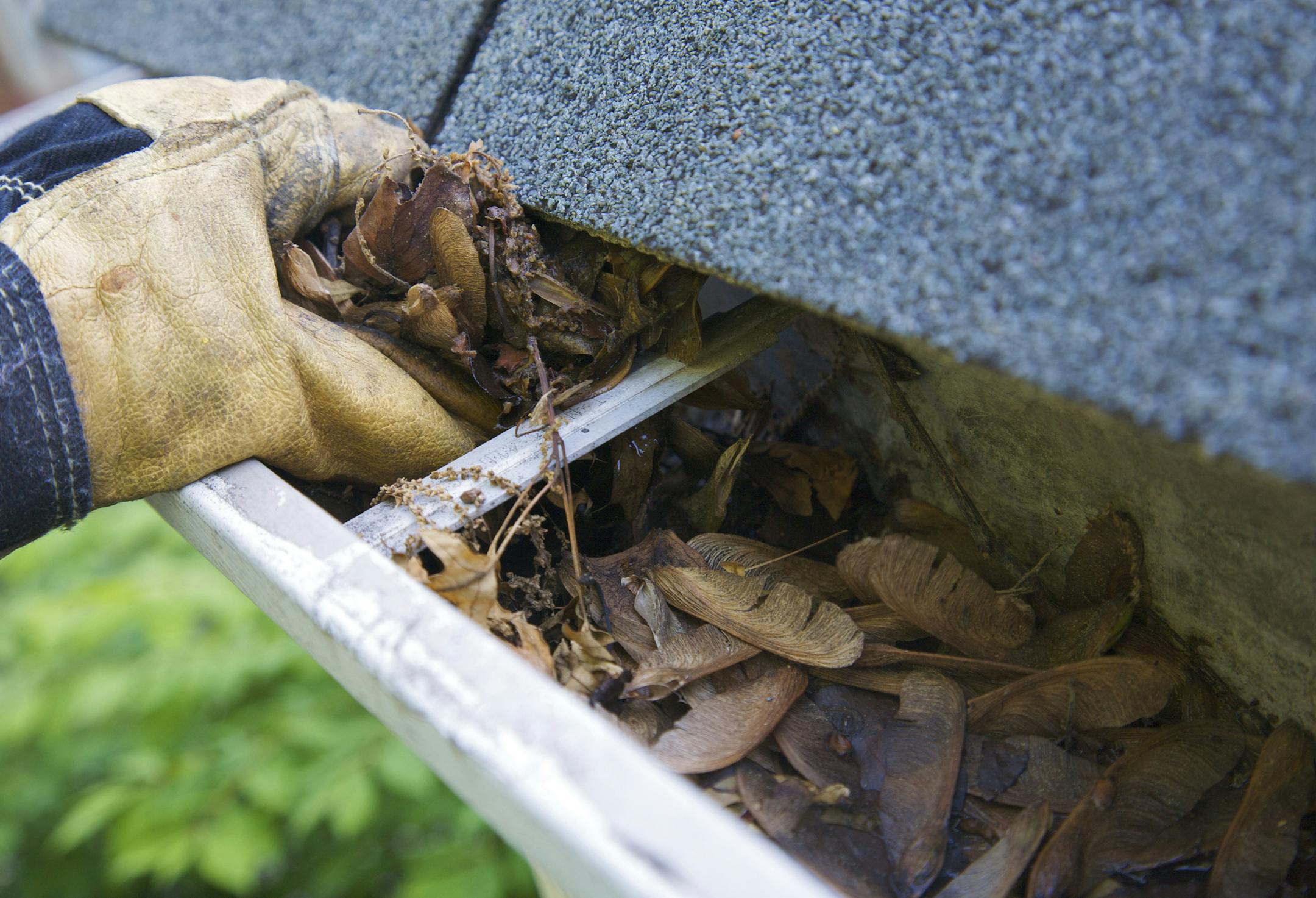 A fall tradition - cleaning the gutters of leaves. Here, we see them clogging the gutters of a traditional home. Could be used for advertising/clean up articles/etc. Narrow DOF