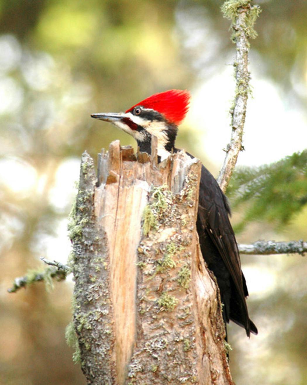 This pileated woodpecker is searching for insects. 