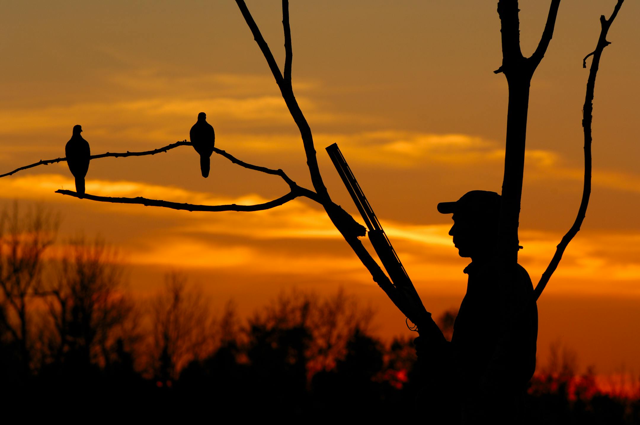 The 2008 mourning dove season opens at a half-hour before sunrise on Sept. 1. The daily limit is 15, with 30 in possession. The U.S. Fish and Wildlife Service estimates the fall populationwil be about 350 million.