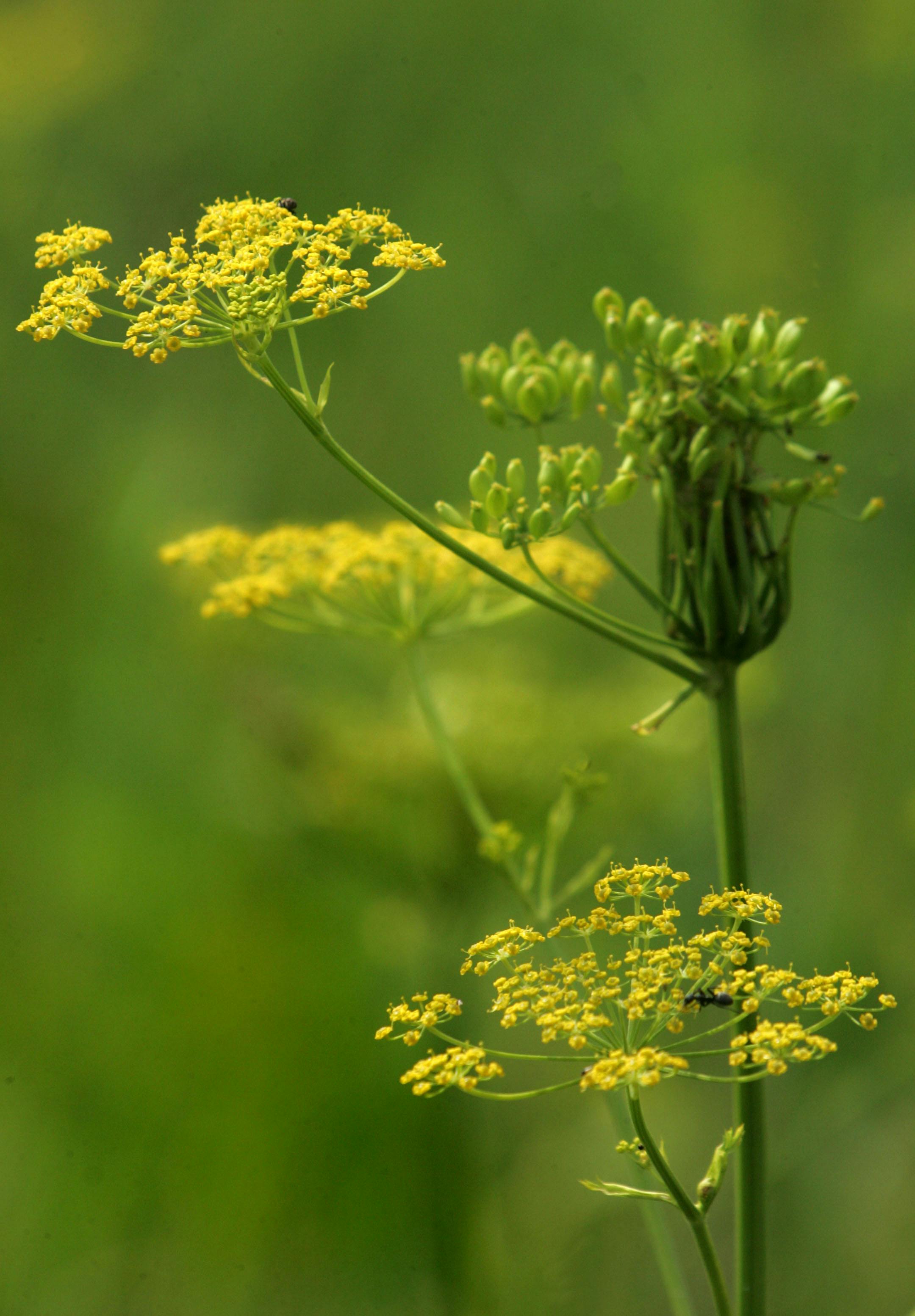 Wild parsnip near Newport