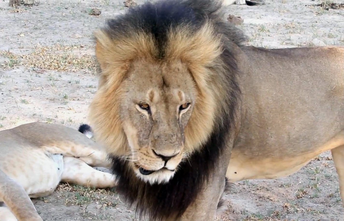 This image of Cecil the lion strolling in Hwange National Park was taken from a November 2012 video.