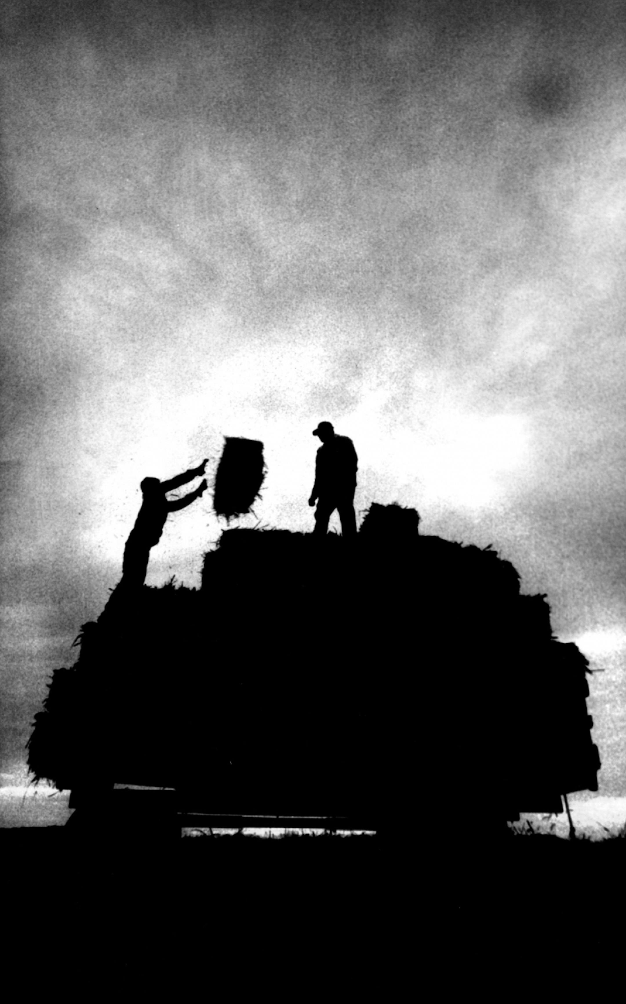 1987: Father and son Greg Bersie and Gordon Bersie harvest sudan grass on their farm in Delano.