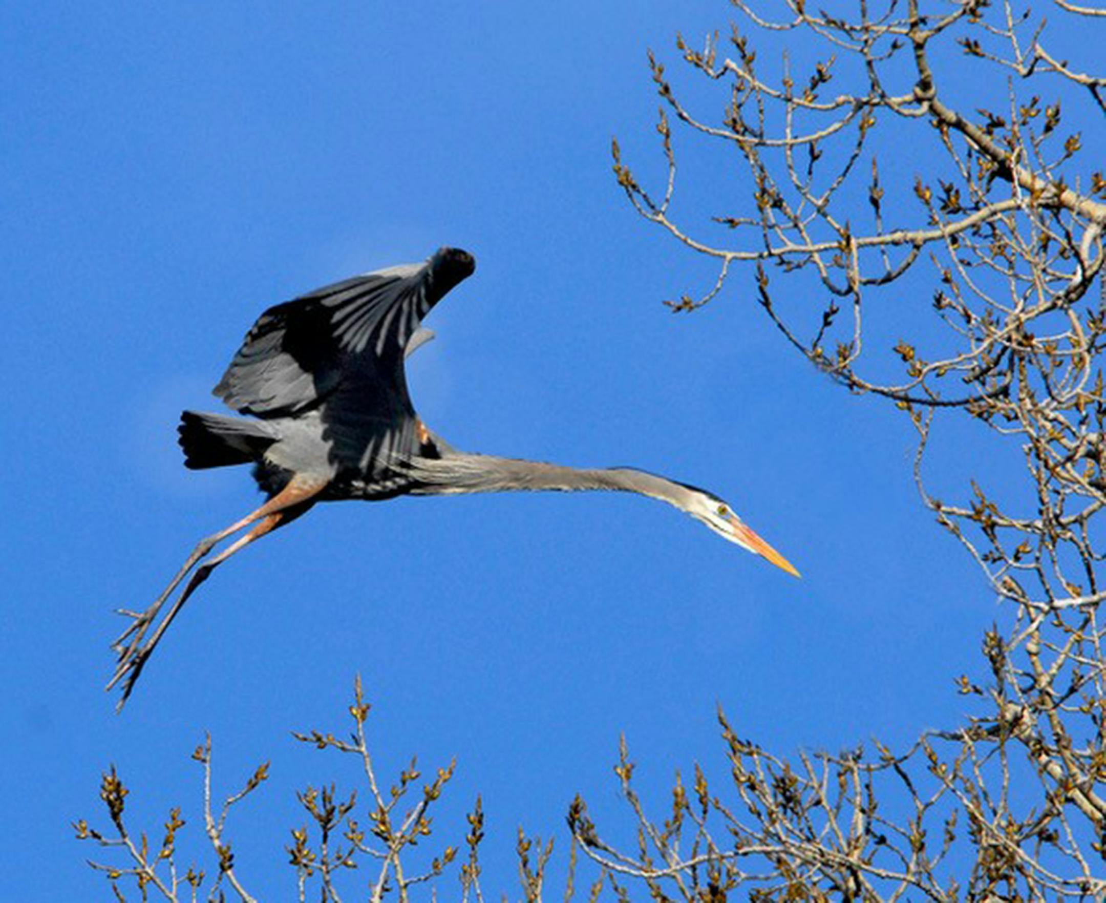 Great blue heron. Jim Williams photo