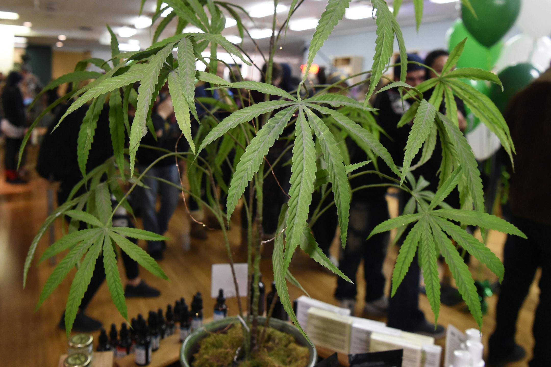 A marijuana plant is on display as customers line up to purchase cannabis at Harborside in Oakland, Calif., on January 1, 2018, the first day residents of California could legally purchase recreational marijuana. (Jose Carlos Fajardo/Bay Area News Group/TNS) ORG XMIT: 1242494