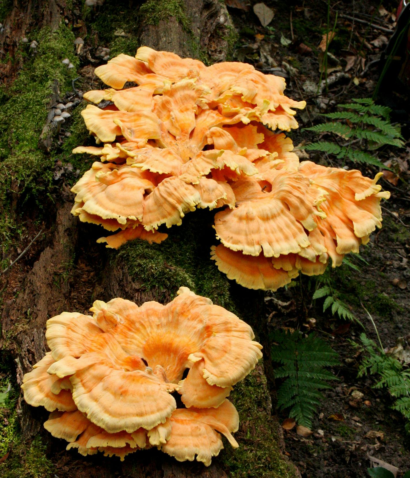 Chicken of the woods mushroom Courtesy of Kathy Yerich