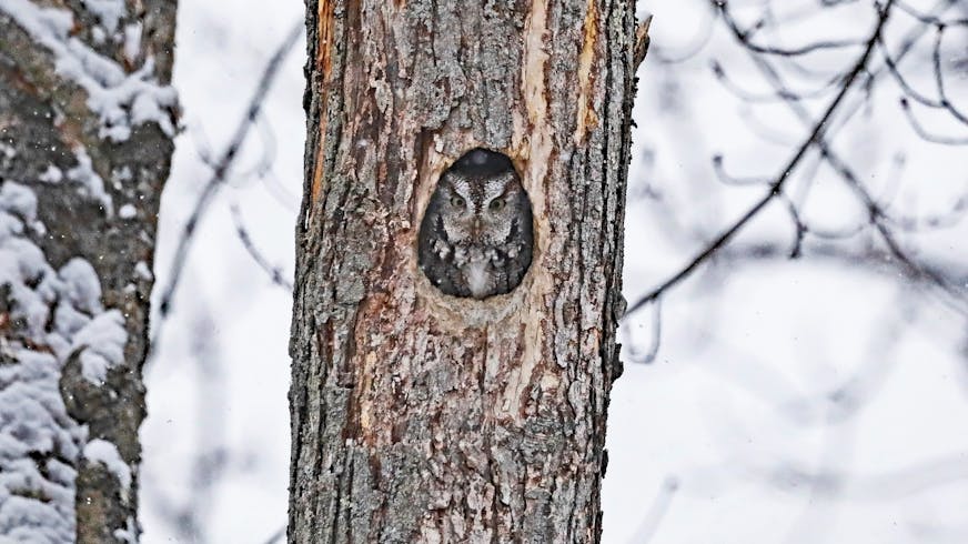 A screech owl peers out of a circular hole in a tree with a wintry backdrop.