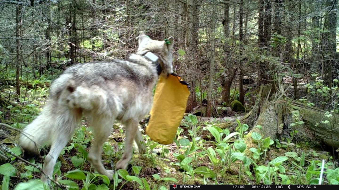 Isle Royale campground closed due to wolf raiding campsites