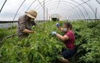 Farmer Lauren Meister, left, and volunteer Liz Wilkinson, who receives CSA work shares, weave tomato plants in a hoop garden at Women's Environmental 