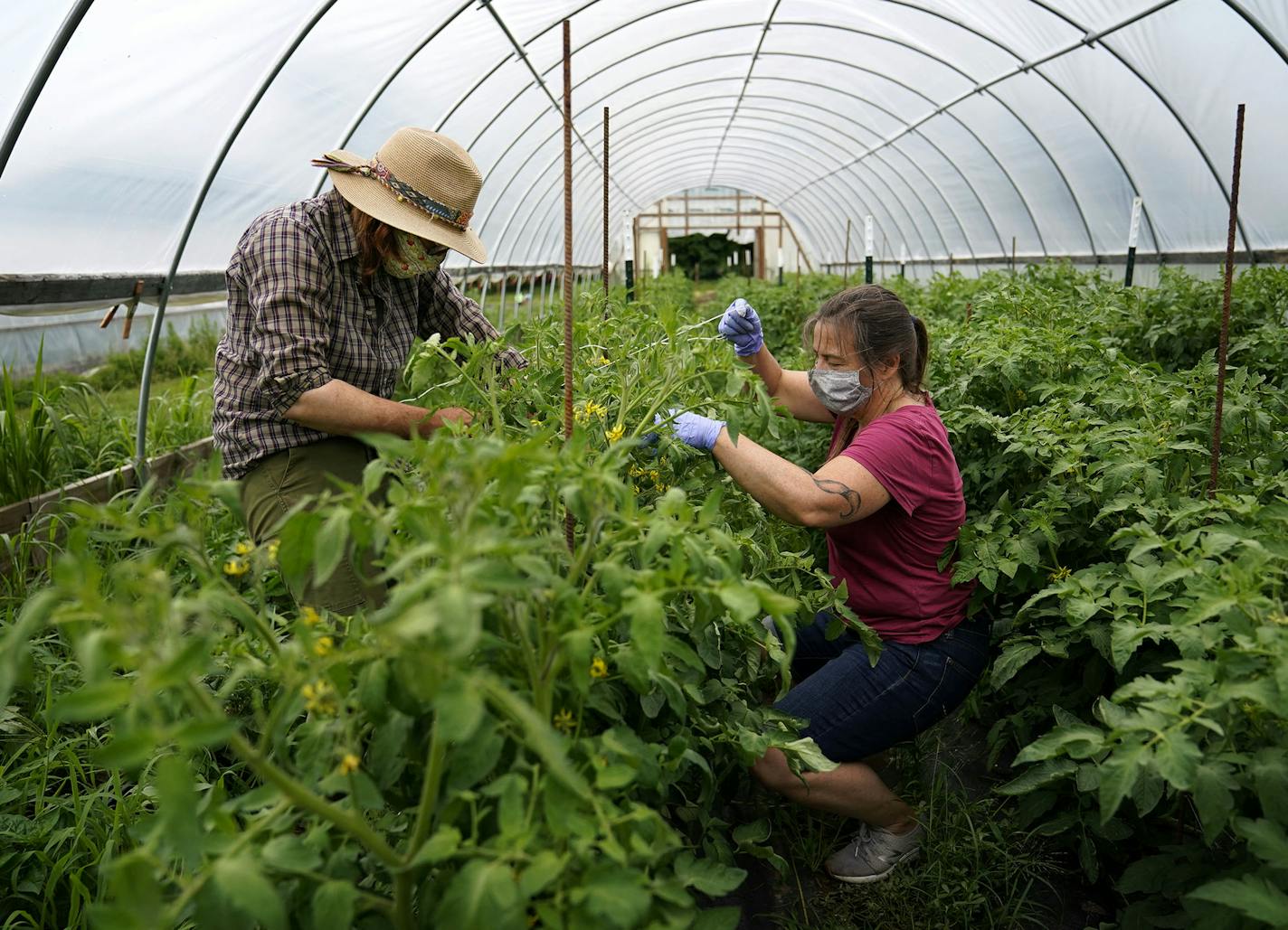 Farmer Lauren Meister, left, and volunteer Liz Wilkinson, who receives CSA work shares, weave tomato plants in a hoop garden at Women's Environmental Institute's Amador Hill Farm.