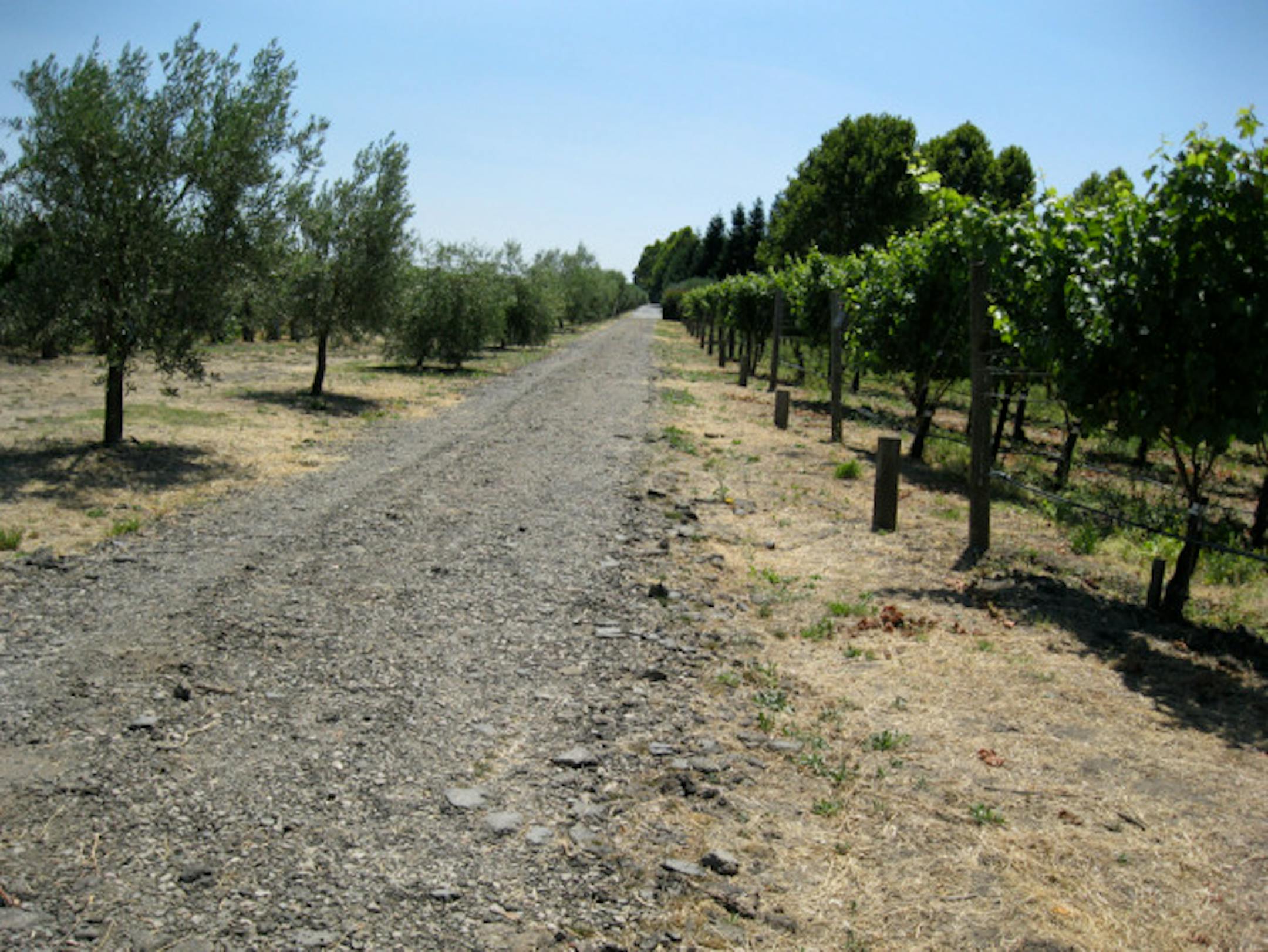 This road/path in the vineyard was created using old fill after the city repaved roads ...