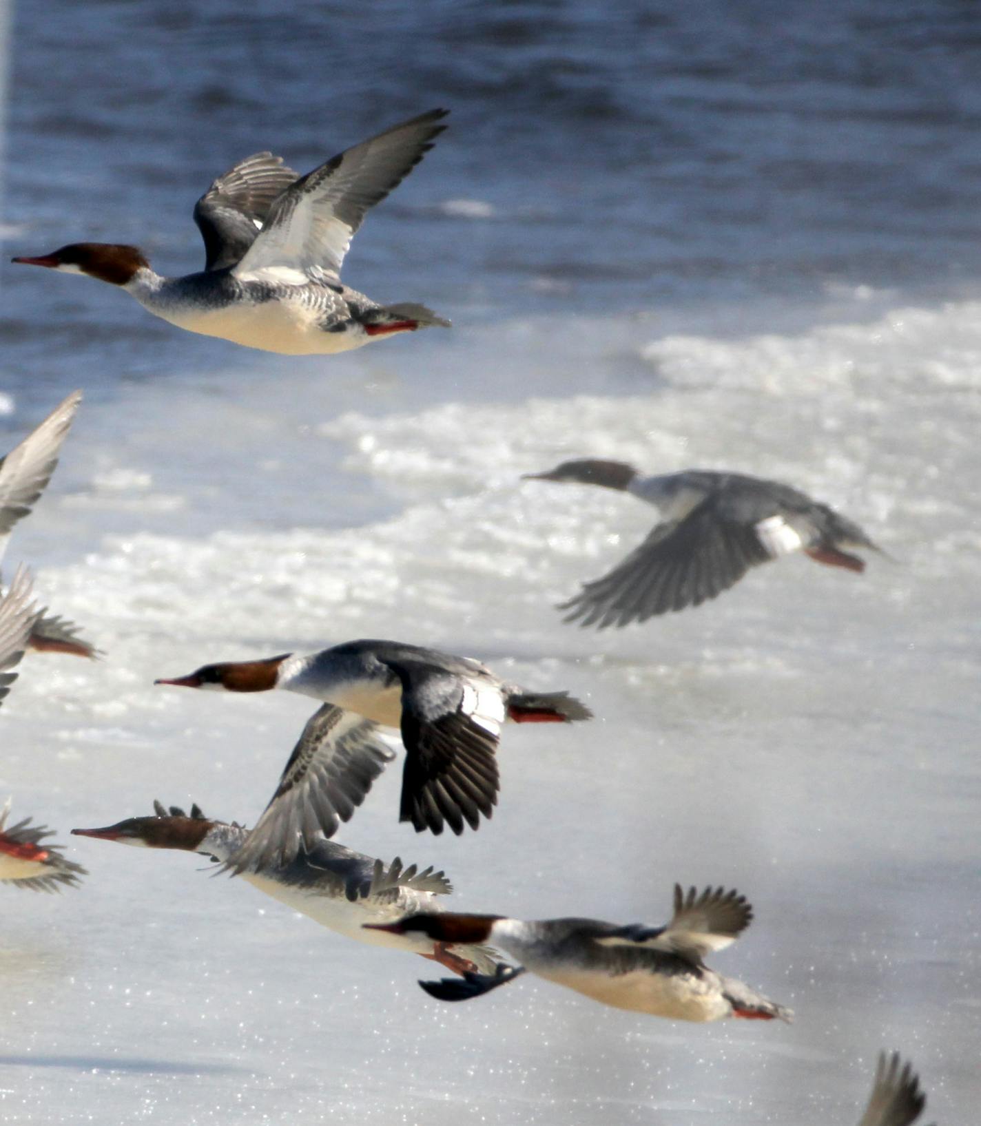 As bald eagles circle overhead a flock of mergansers takes flight Wednesday, Jan. 7, 2015, on the Mississippi River in Red Wing, MN.](DAVID JOLES/STARTRIBUNE)djoles@startribune.com Bald eagles on Mississippi River