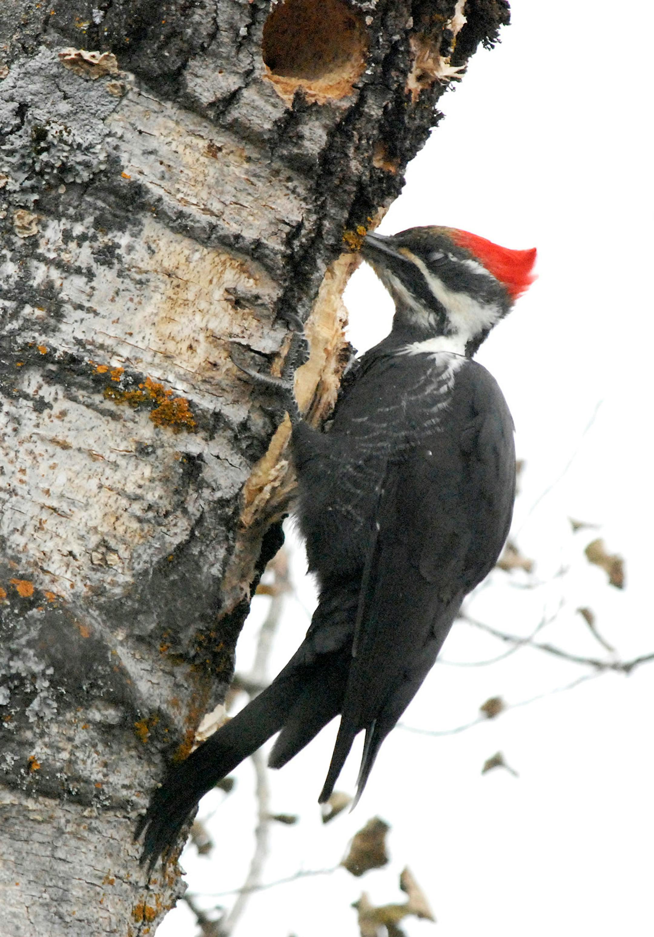 A pileated woodpecker clings to a birch tree pecking at a hole. Another round hole is visible in the foreground