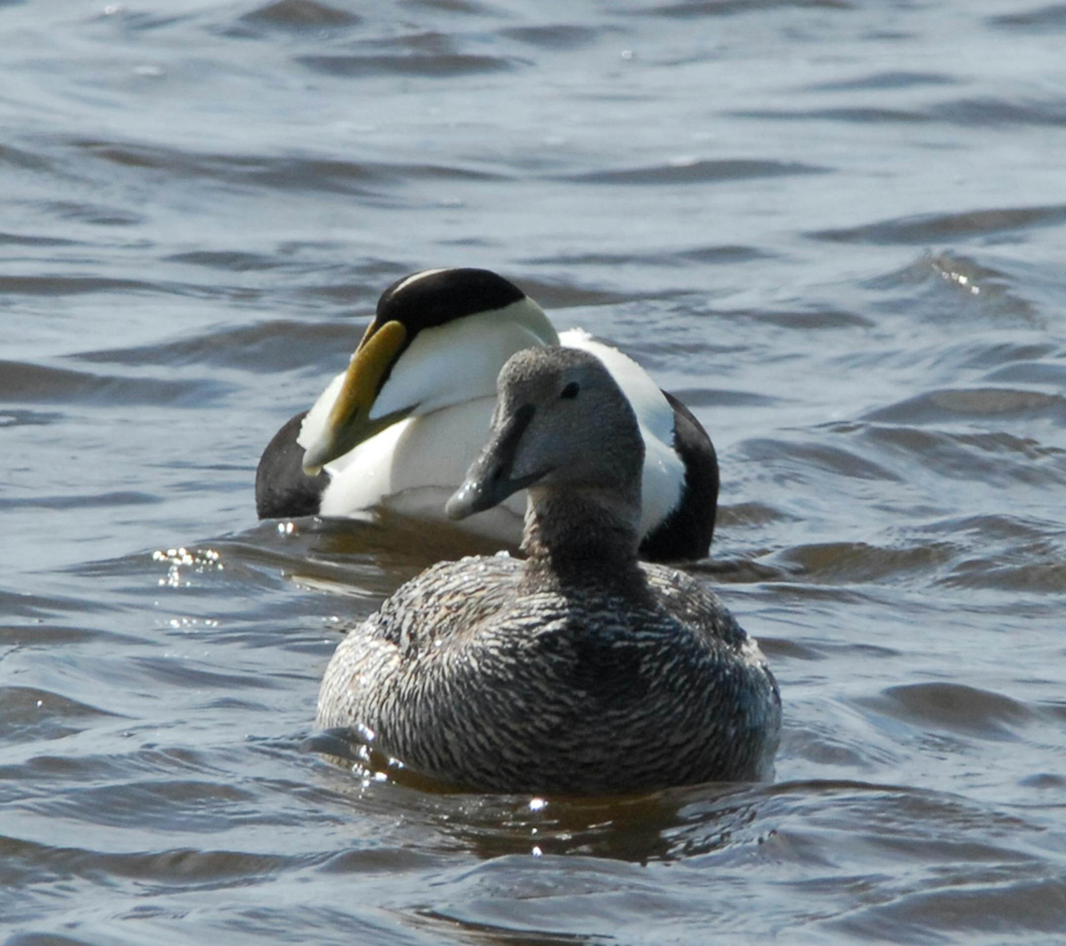 Common Eider pair, a common sight on the Churchill River near Hudson's Bay.