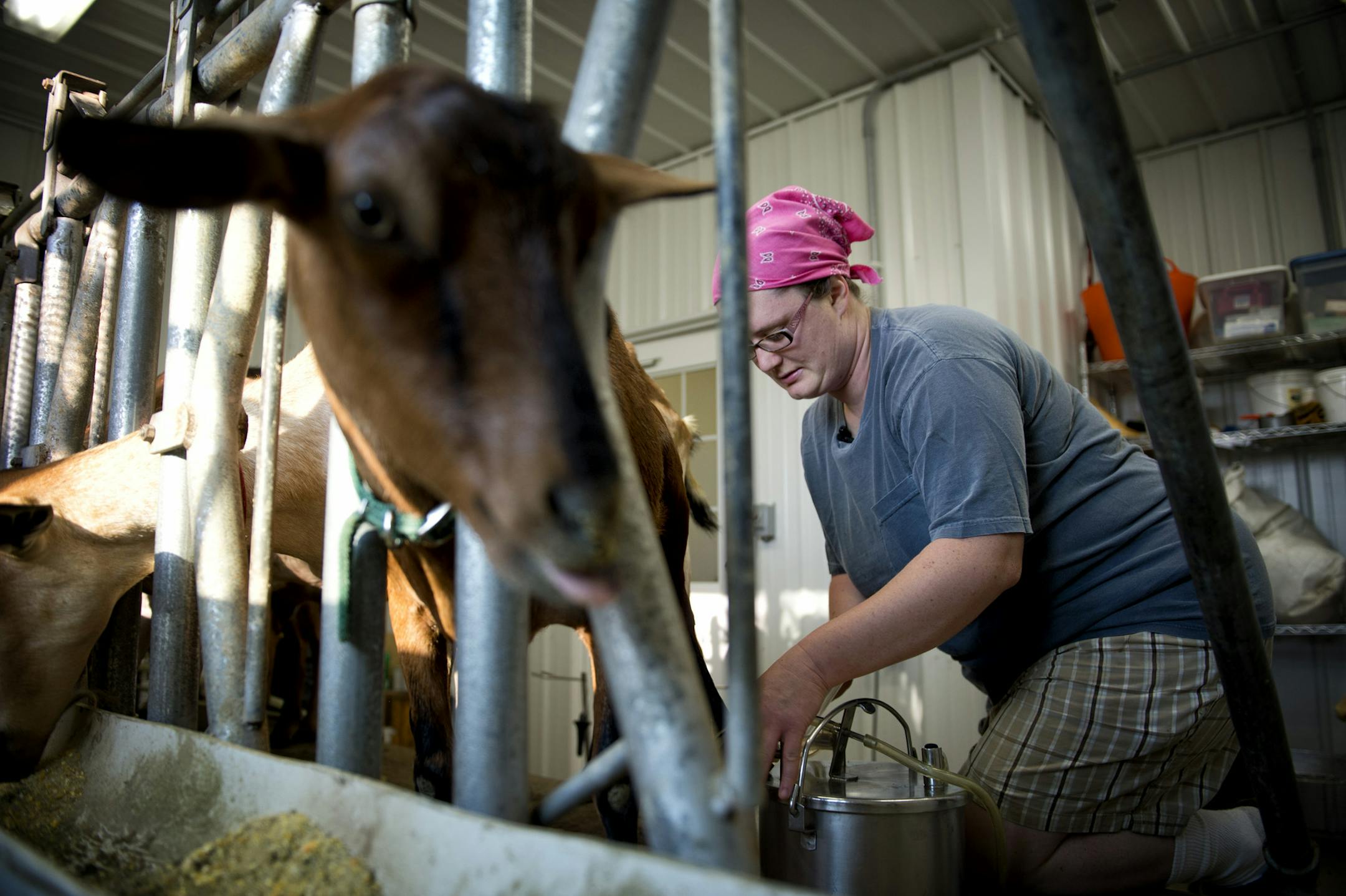 During the twice-daily milkings Kate checks each goat for and scrapes, cuts, bug bites or other potential hazards. Lynne Reeck and Kate Wall operate Singing Hills Dairy Goat Farm, near Nerstrand, Minn., where they milk 26 goats and turn their organic milk into cheese. Some are raised for their meat. Thursday, July 11, 2013 ] GLEN STUBBE * gstubbe@startribune.com