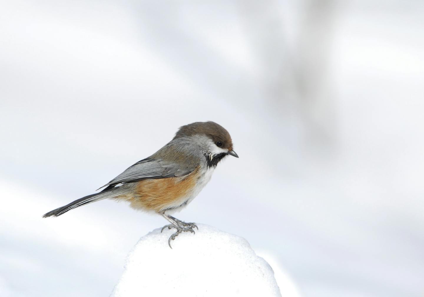 Boreal chickadee in snow credit: Jim Williams