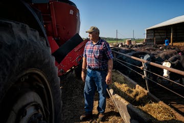 Tom Pyfferoen has around 200 head of cattle on his Pine Island, Minn., farm.