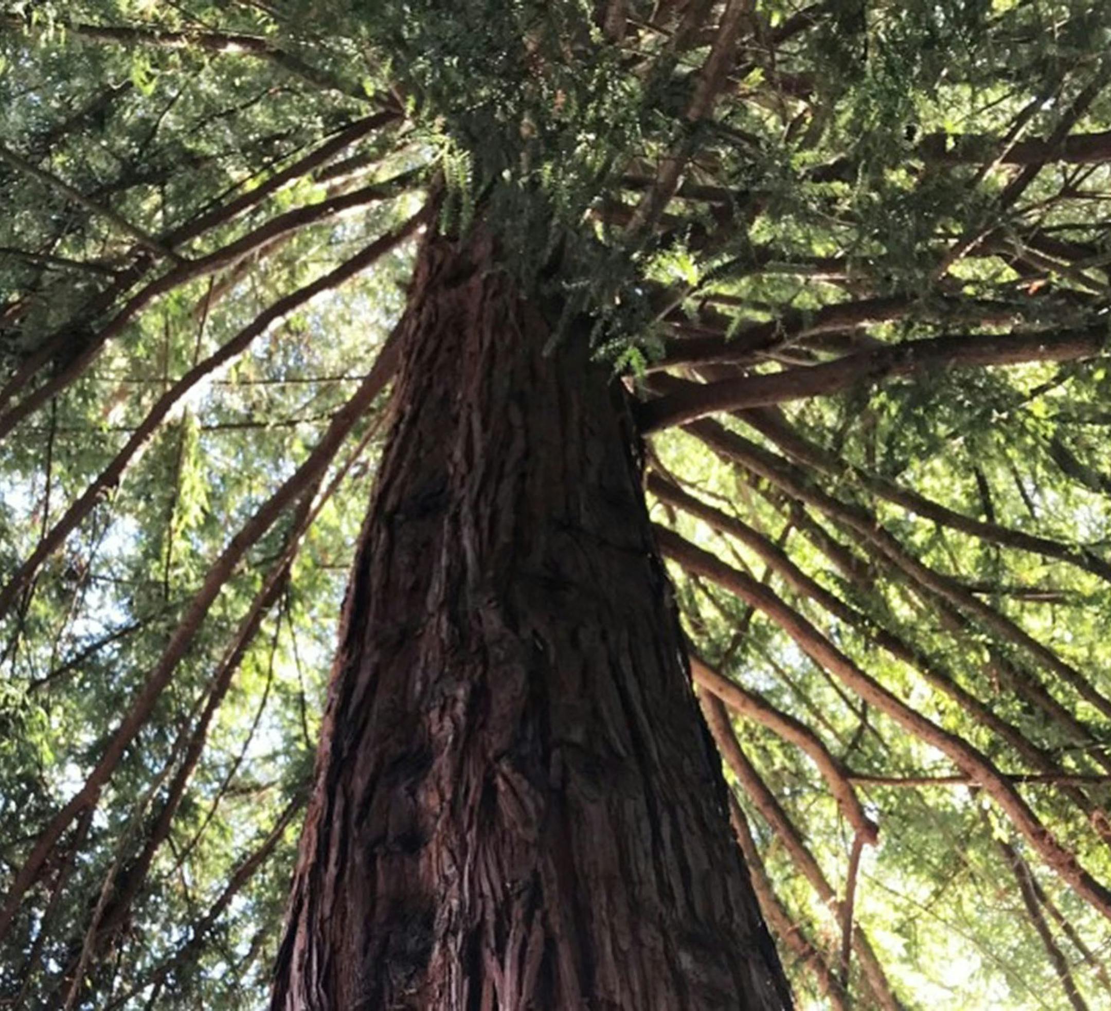 Monterey, Calif.'s redwood moon tree stands near the city's town hall in Friendly Plaza. (See.monterey.com/TNS)