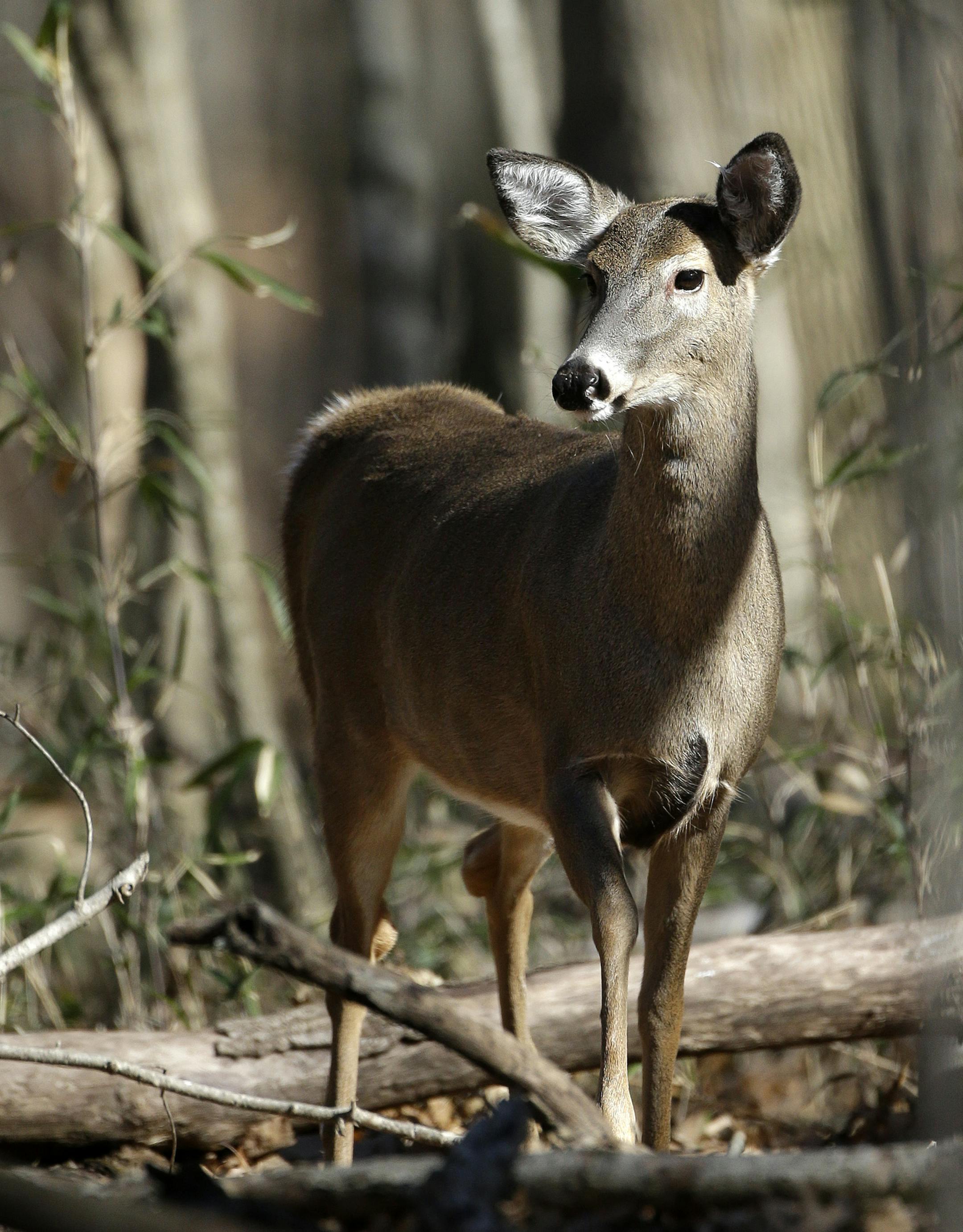 This Jan. 7, 2013 photo shows a deer grazing in Nashville, Tenn. Tennessee wildlife officials say the deer season concluding was a good one that colder weather would have improved even more. (AP Photo/Mark Humphrey) ORG XMIT: MIN2013062618340963 ORG XMIT: MIN1306261837041618