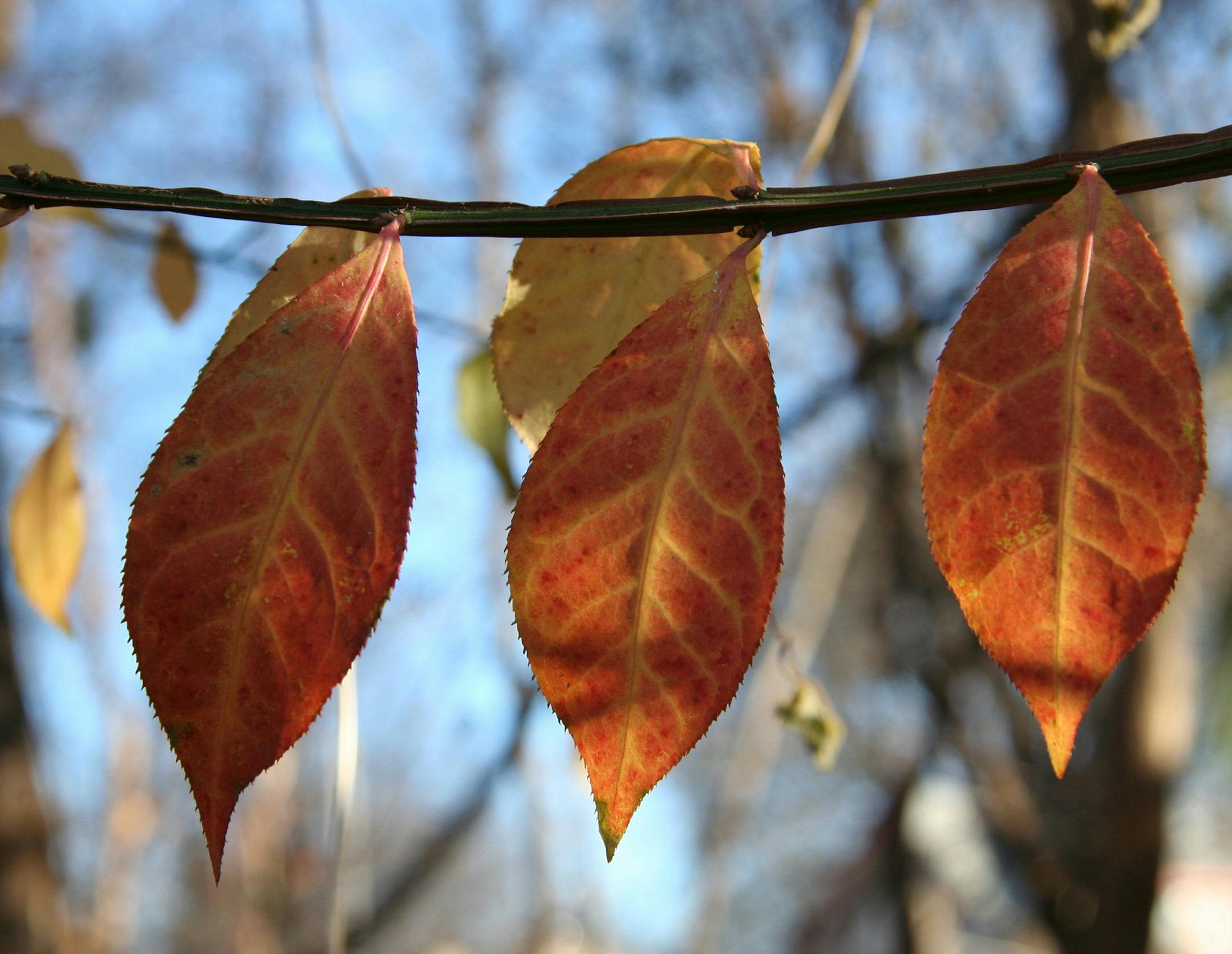 Photographer: Kimberly Blomberg, Minneapolis. The photo: "I call the photo 'Out to Dry' - it reminded me of laundry hanging on the line, but with colorful autumn leaves. [focus101616