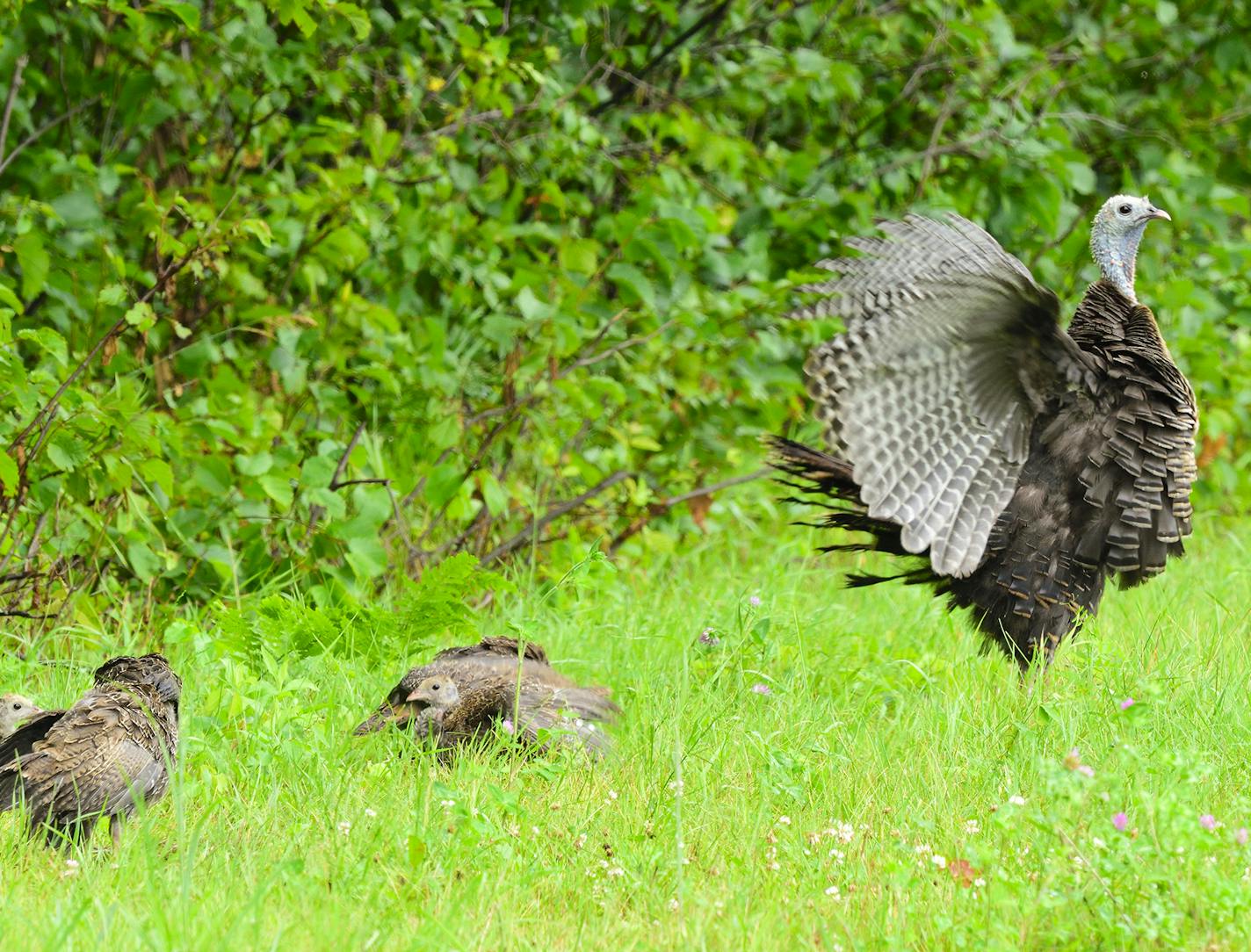 A female wild turkey and four poults pause will feeding on the edge of a meadow. The hen had a total of seven young.