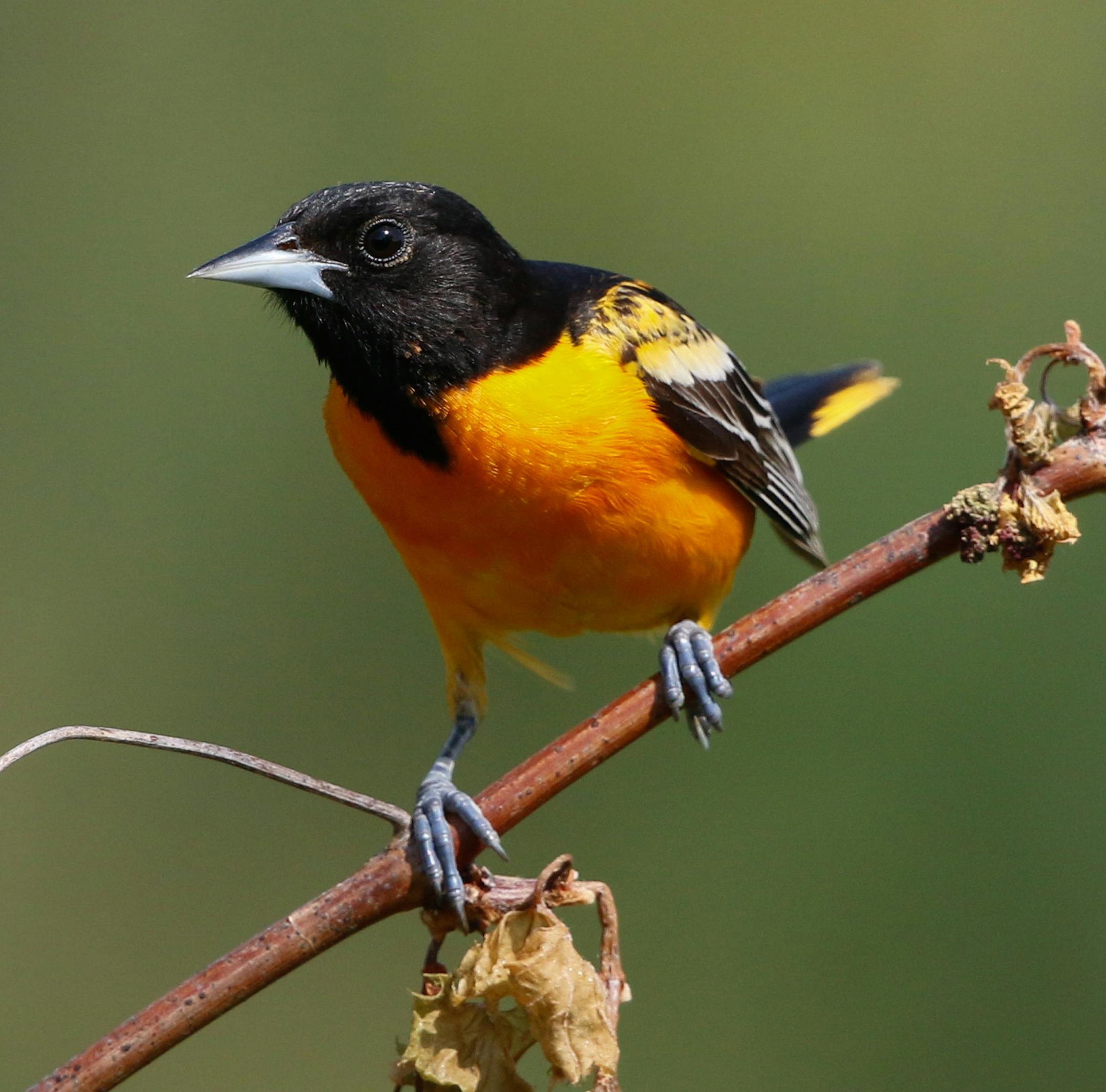 Baltimore oriole
Photo by Don Severson, special to the Star Tribune