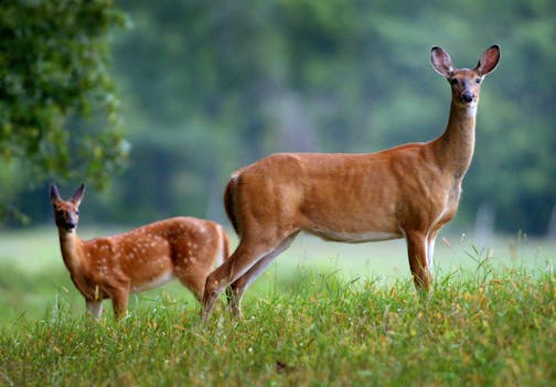 Aitkin, MN 9/9/2002 Just two hours before a special hunt by the DNR in the Aitkin area to test for CWD (Chronic Wasting Disease), this doe and her fawn stand alert in a field just south of the Clayton Lueck farm where the disease was first detected in an Elk on his farm. DNR Sharpshooters will fan out in the woods over a 9 square mile area near the Lueck farm tonight (Monday) and continue the hunt until they kill about 100 deer and test for CWD> ORG XMIT: MIN2014052912445064