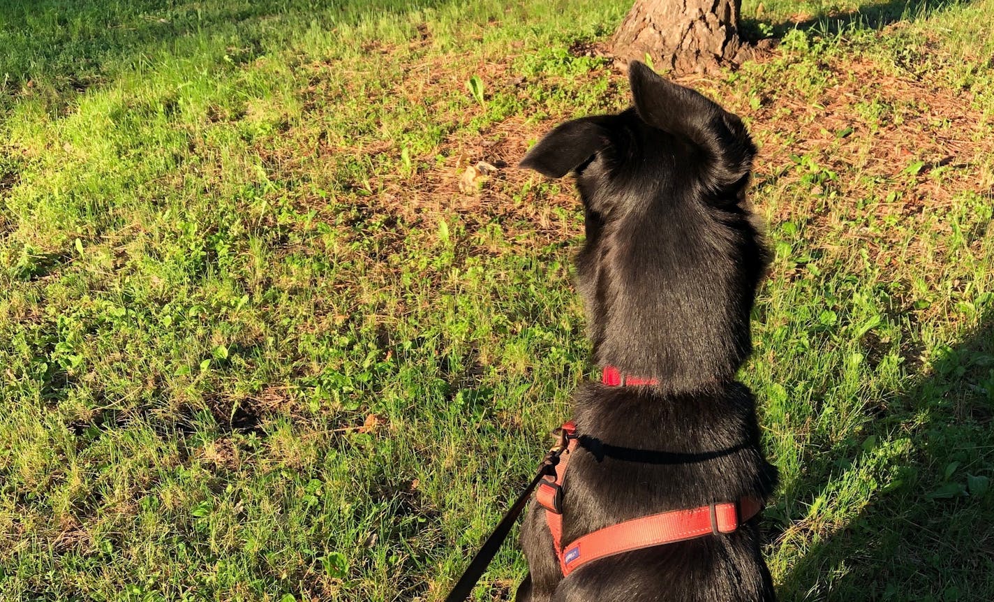 Angus sits calmly and watches squirrels chase each other around the trunk of a pine tree in the park.