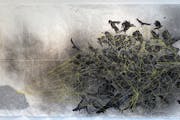 Nirmal Raja "Peace Offering, 2021" Sumi ink, gouache, silver and yellow ink on Hanji 60" x 114"