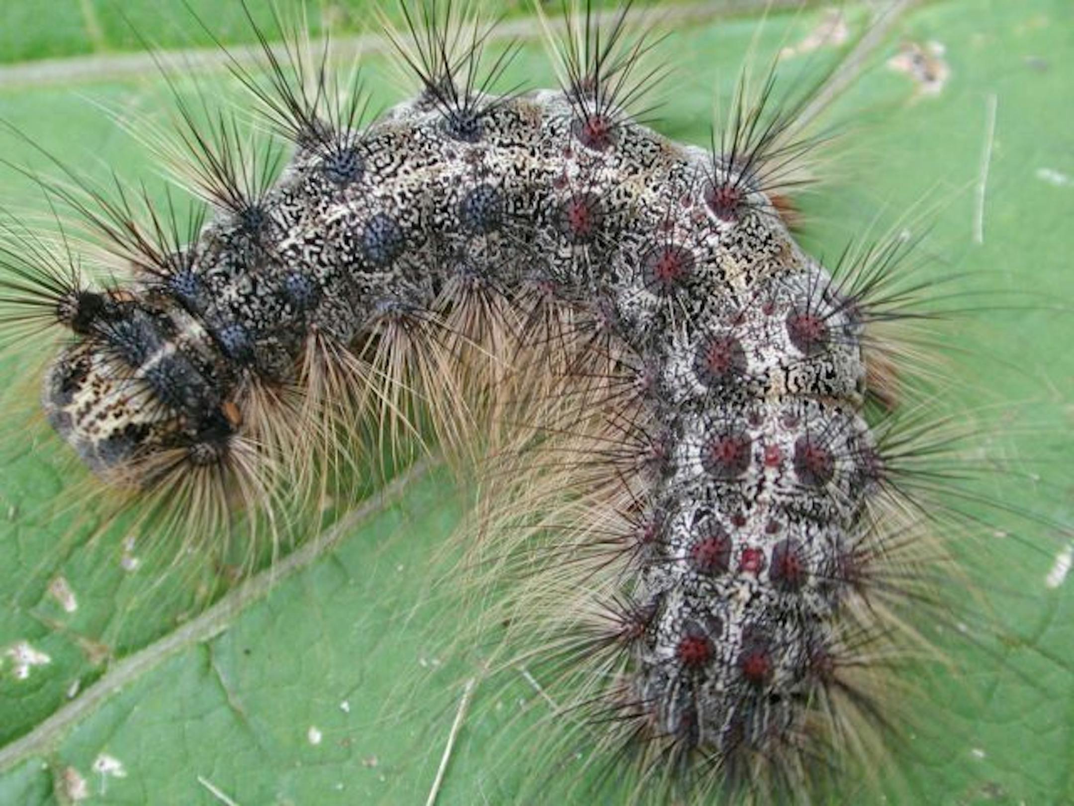 Minnesota Dept. of Agriculture photoGypsy Moth caterpillar
