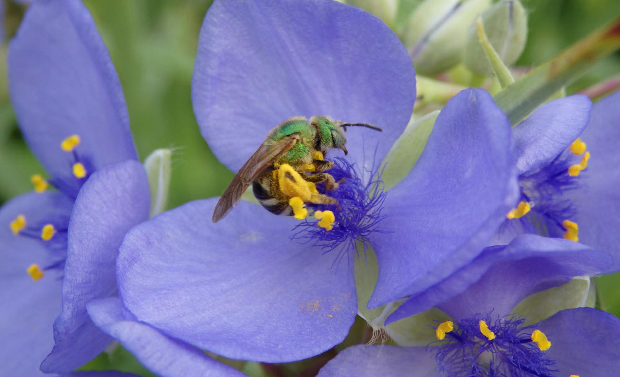 A green metallic sweat bee on spiderwart. Roadsides provide critical habitat for bees and other pollinators. ORG XMIT: MIN1409171716172495