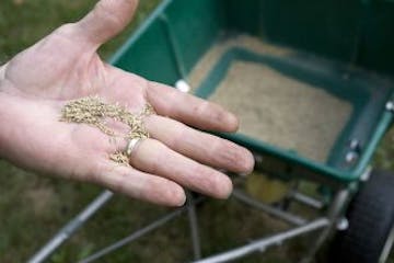 Choose a blend of grass seed appropriate to your lawn's particular conditions, and spread at the recommended rate, in this undated photo. Early fall i