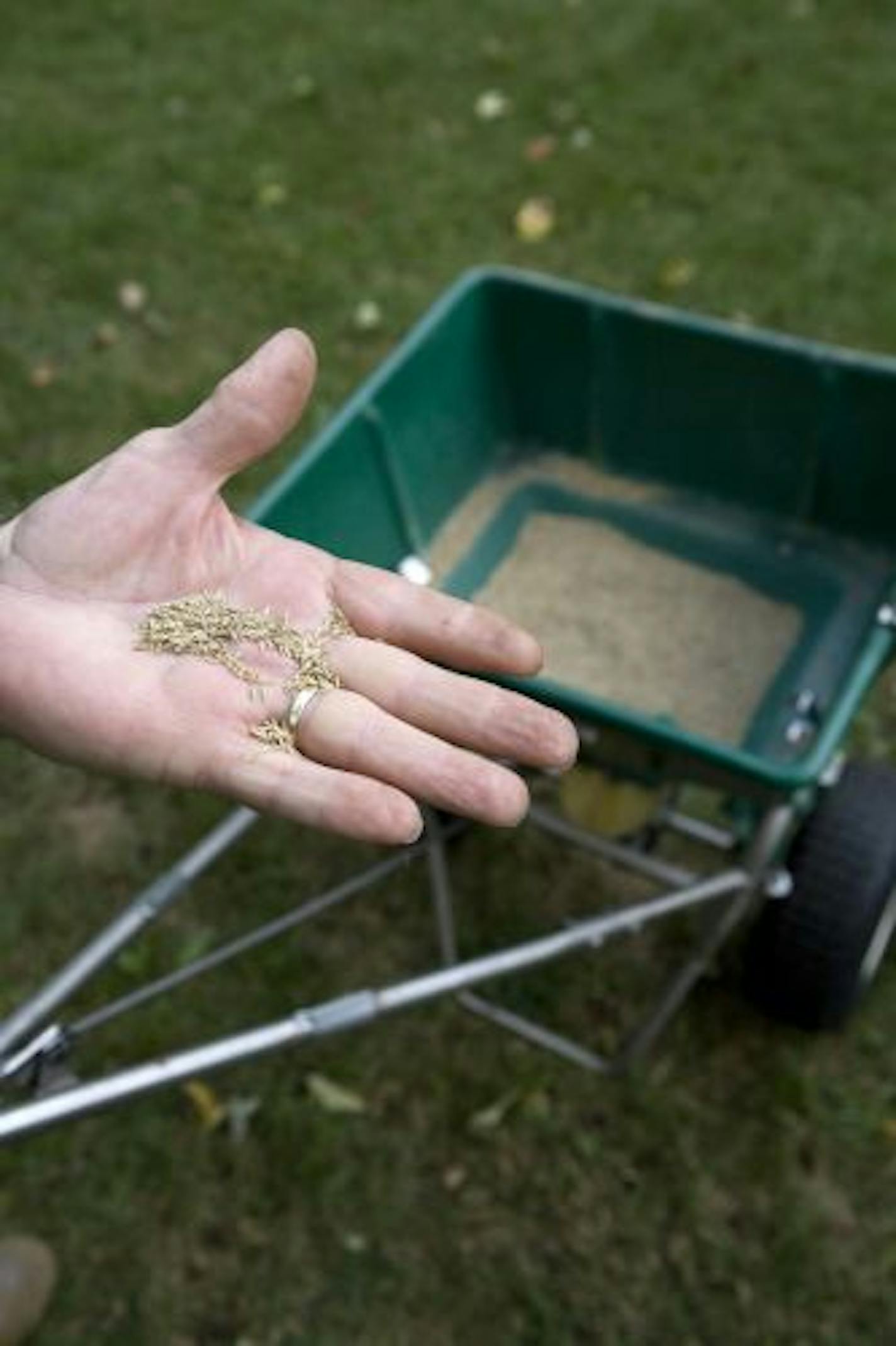 Choose a blend of grass seed appropriate to your lawn's particular conditions, and spread at the recommended rate, in this undated photo. Early fall is the time to assess the health of your lawn and take steps to help it grow well next spring