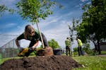 Tree Trust worker Leah O'Leary gently cuts into the root ball of an elm tree before planting it at Case Recreation Center in St. Paul in 2020.