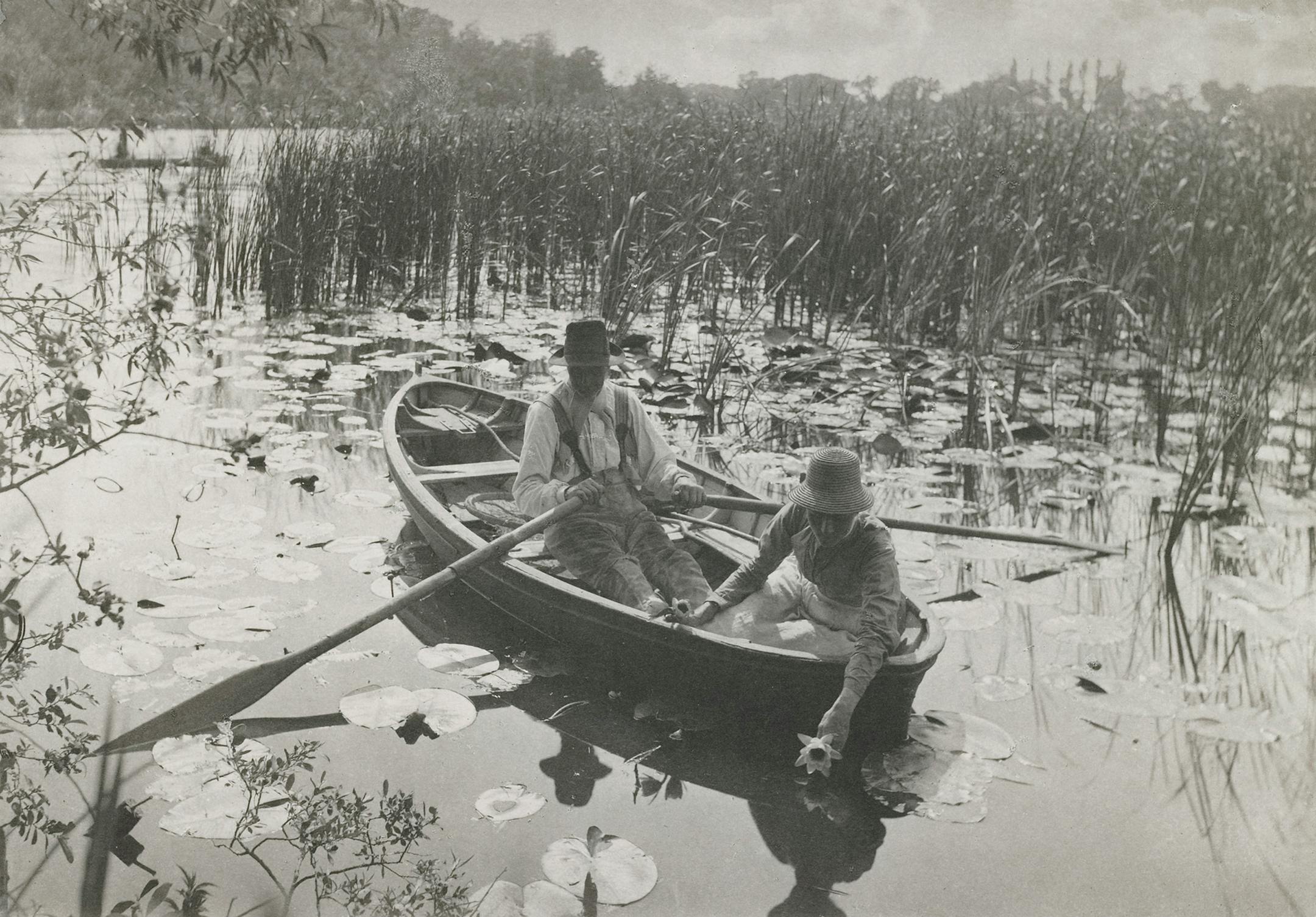 Peter Henry Emerson's lovely 1886 photo "Gathering Water Lilies" inspired many other photographers to make similar images of water lily scenes.