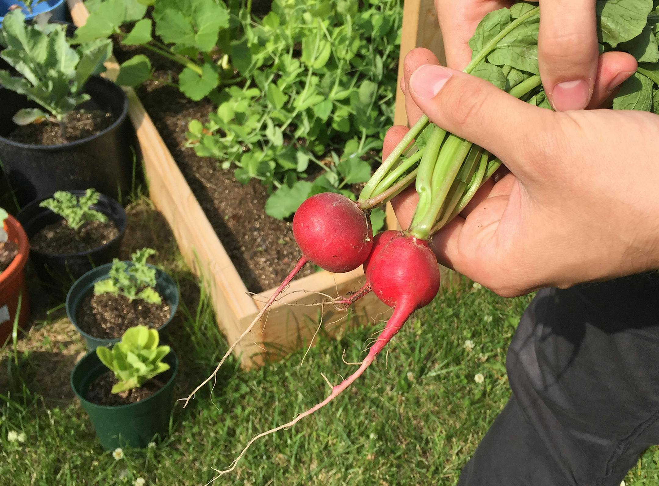 West St. Paul Assistant City Manager Sherrie Le and Dan Nowicki, marketing and social media specialist who is leading the garden effort. Photo by Jessie Van Berkel