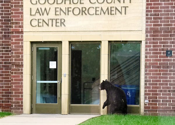 A bear drops by the Goodhue County Law Enforcement Center June 9.