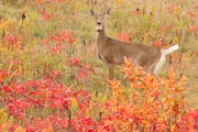 A white-tailed deer doe crosses a meadow in the fall