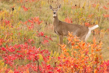 A white-tailed deer doe crosses a meadow in the fall