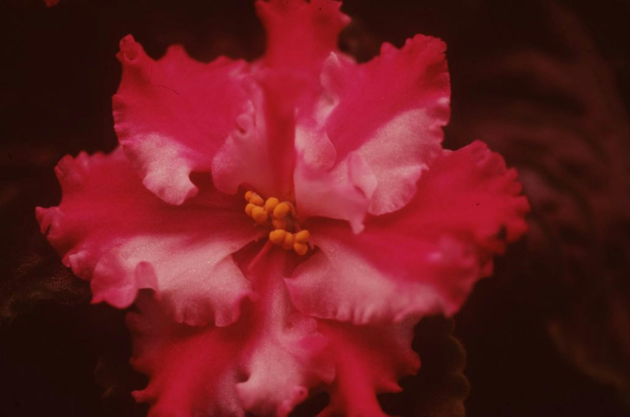 Flower -- info from photo slide: Ness' Peppermint Stick (Chimera). Info from photo caption Thurs March 29, 2001, Star Tribune, page HG15: You'll be able to see hybrid African violets and other gesneriads at the African Violet Show and Sale, March 30 through April 1 (2001) at Har Mar Mall, Roseville MN. Handout slide.