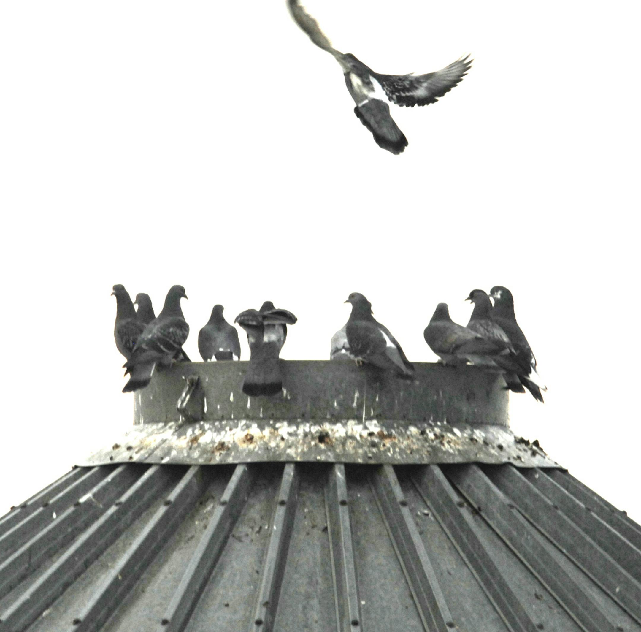 Pigeons at granary Jim Williams, special to the Star Tribune