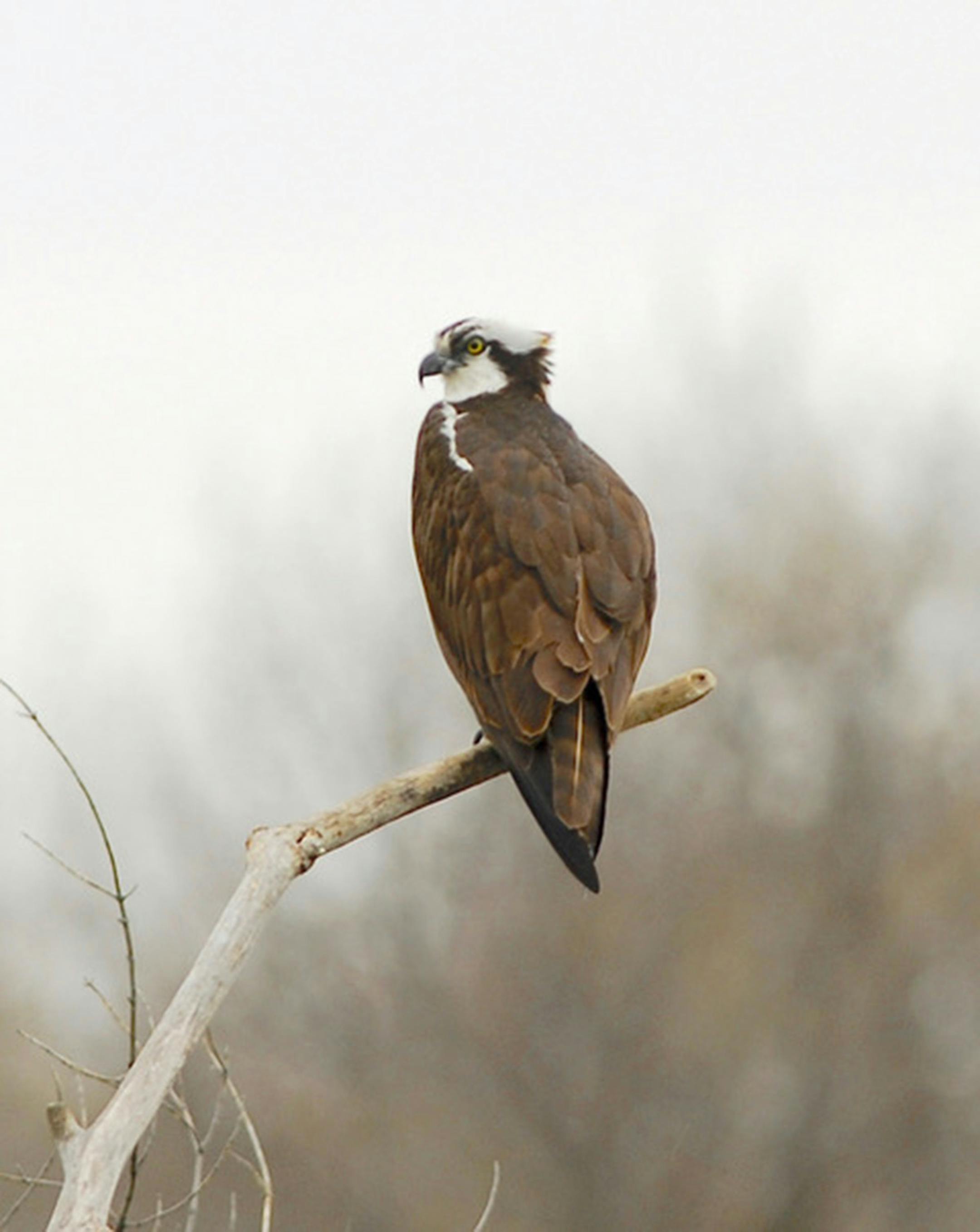 Osprey perched