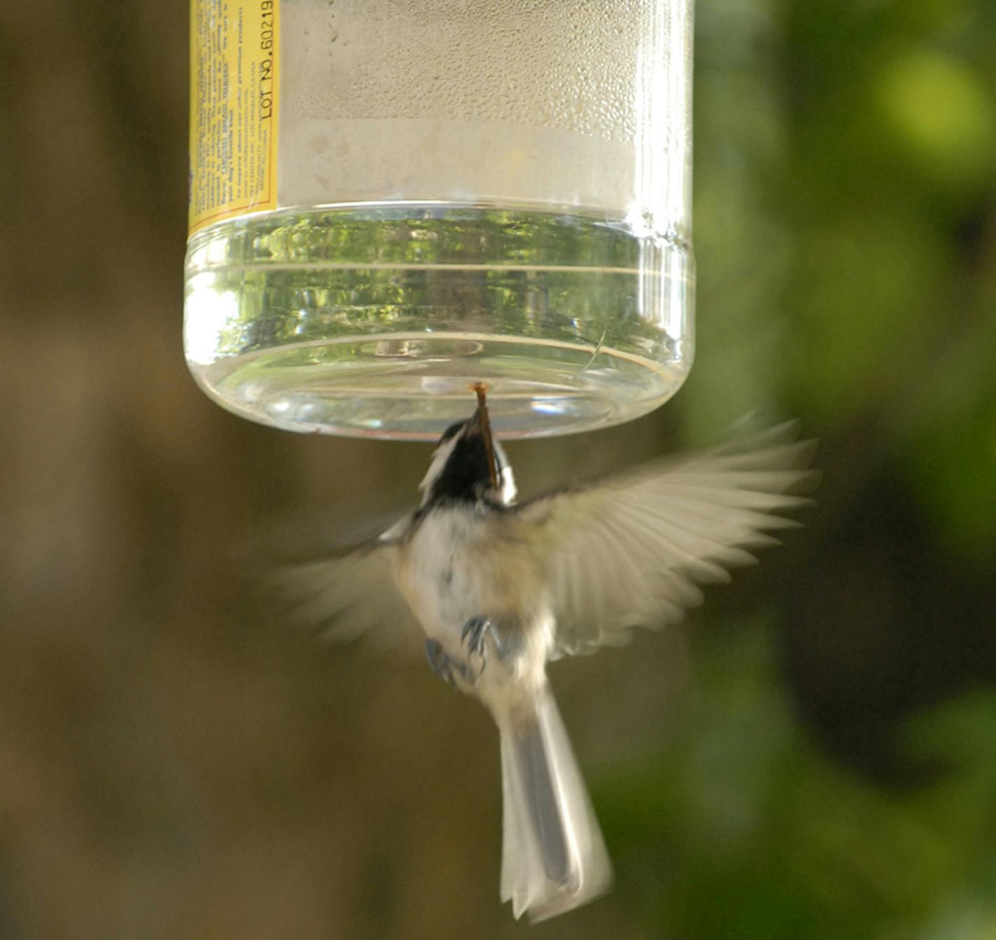 The chickadee is taking drops of water from a wick inserted into the jar. Jim Williams, special to the Star Tribune