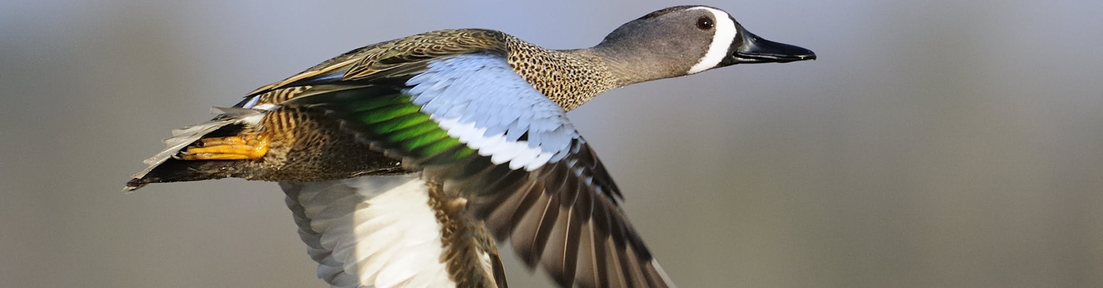 A fully plumed male blue-winged teal looks like this, sporting a slate-blue head and distinguishing white crescent moon in front of the eye. However, the drakes don't attain their characteristic breeding plumage until late fall or winter.