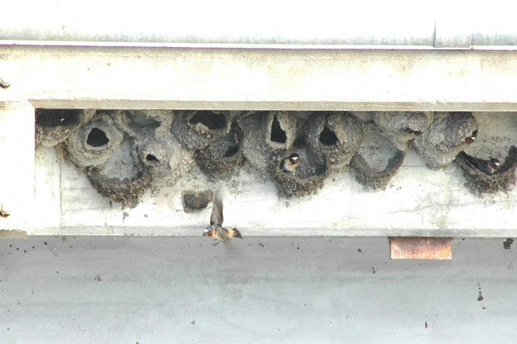 More than a dozen mud nests constructed next to each other, with a cliff swallow with its head poked out of one of them and another cliff swallow flying away.