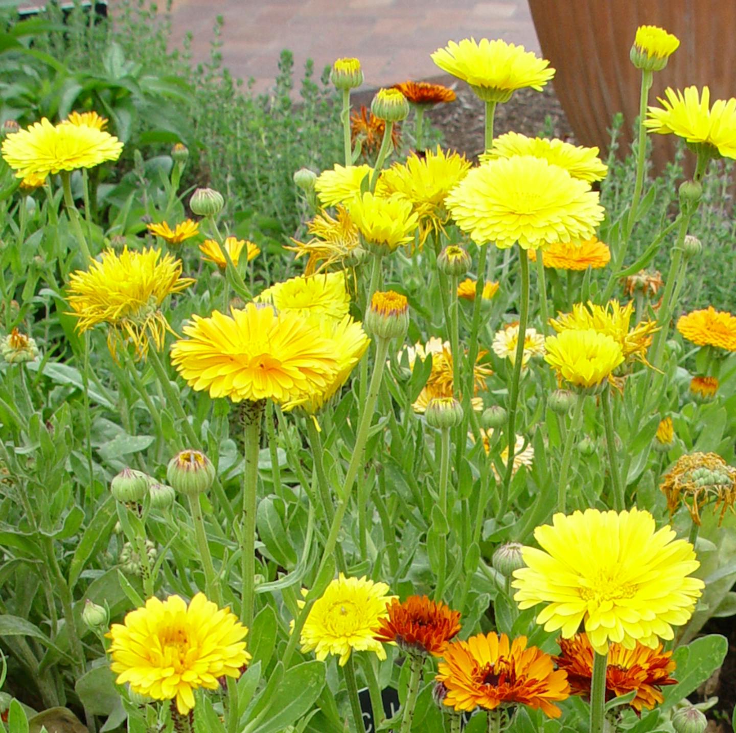 SH09D099YARDSMART April 20, 2009 -- Calendula is a common cool-season annual flower with edible petals. (SHNS photo courtesy Maureen Gilmer)