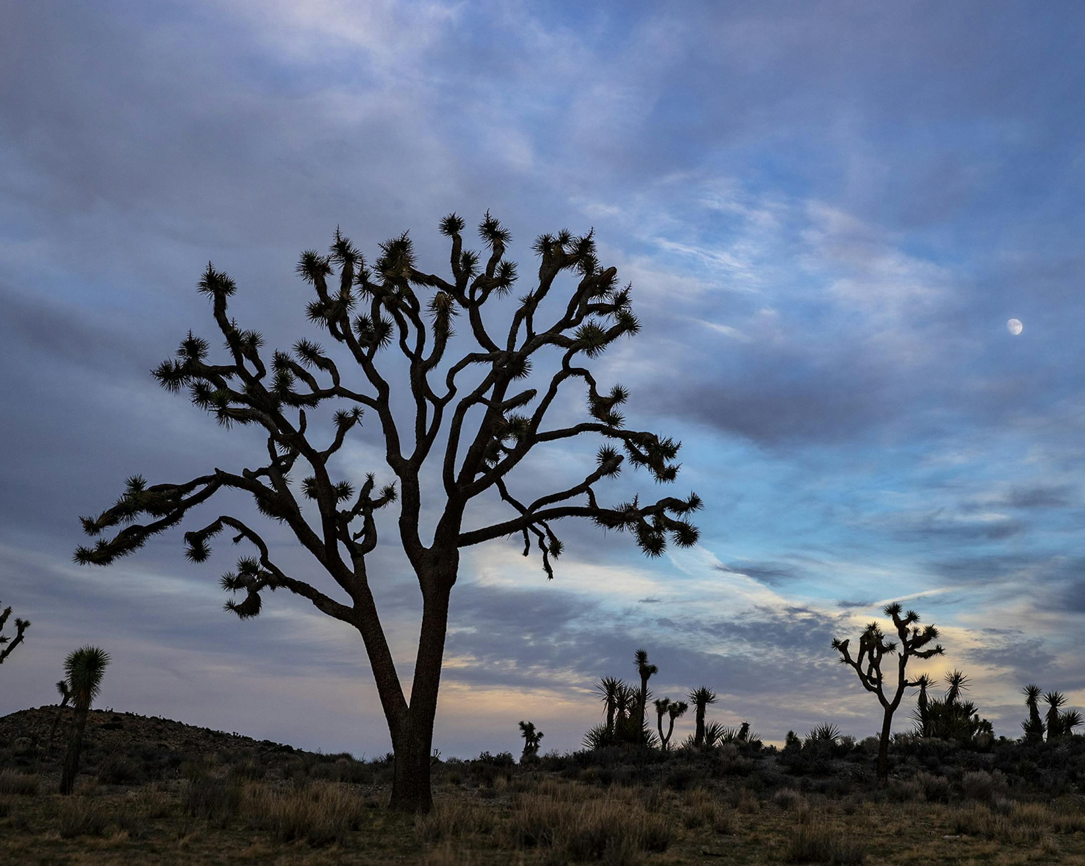A Joshua Tree tree figures into one of the stories in Karen Russell's new collection.Brian van der Brug • Los Angeles Times