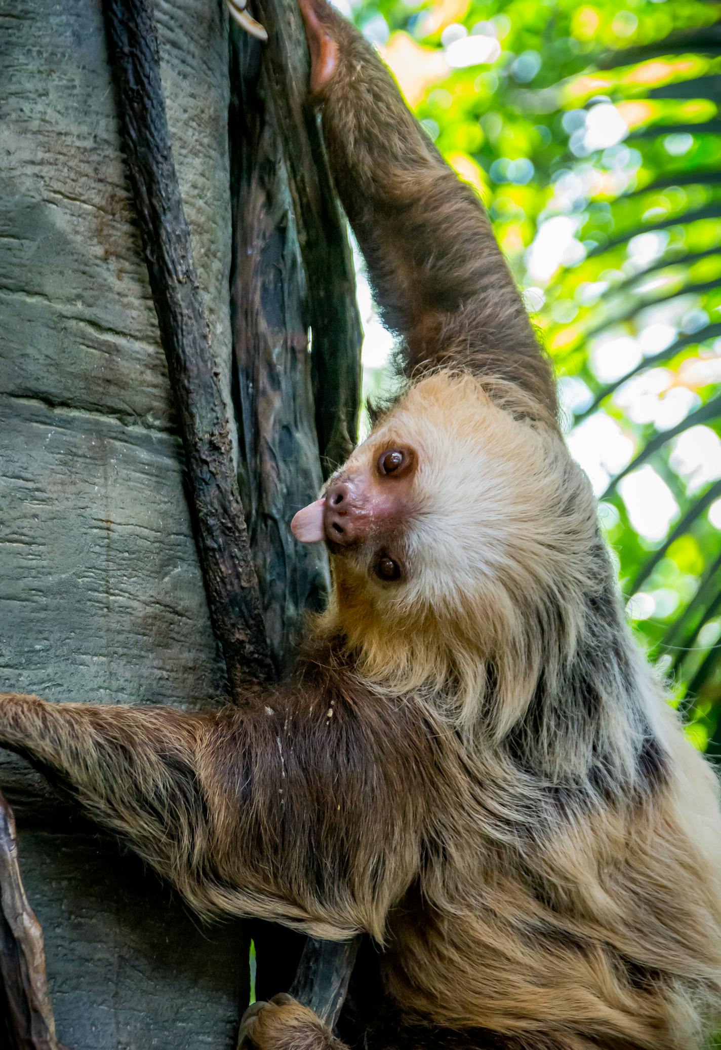 Sloth, Como Zoo
Jackie Scherer Photography