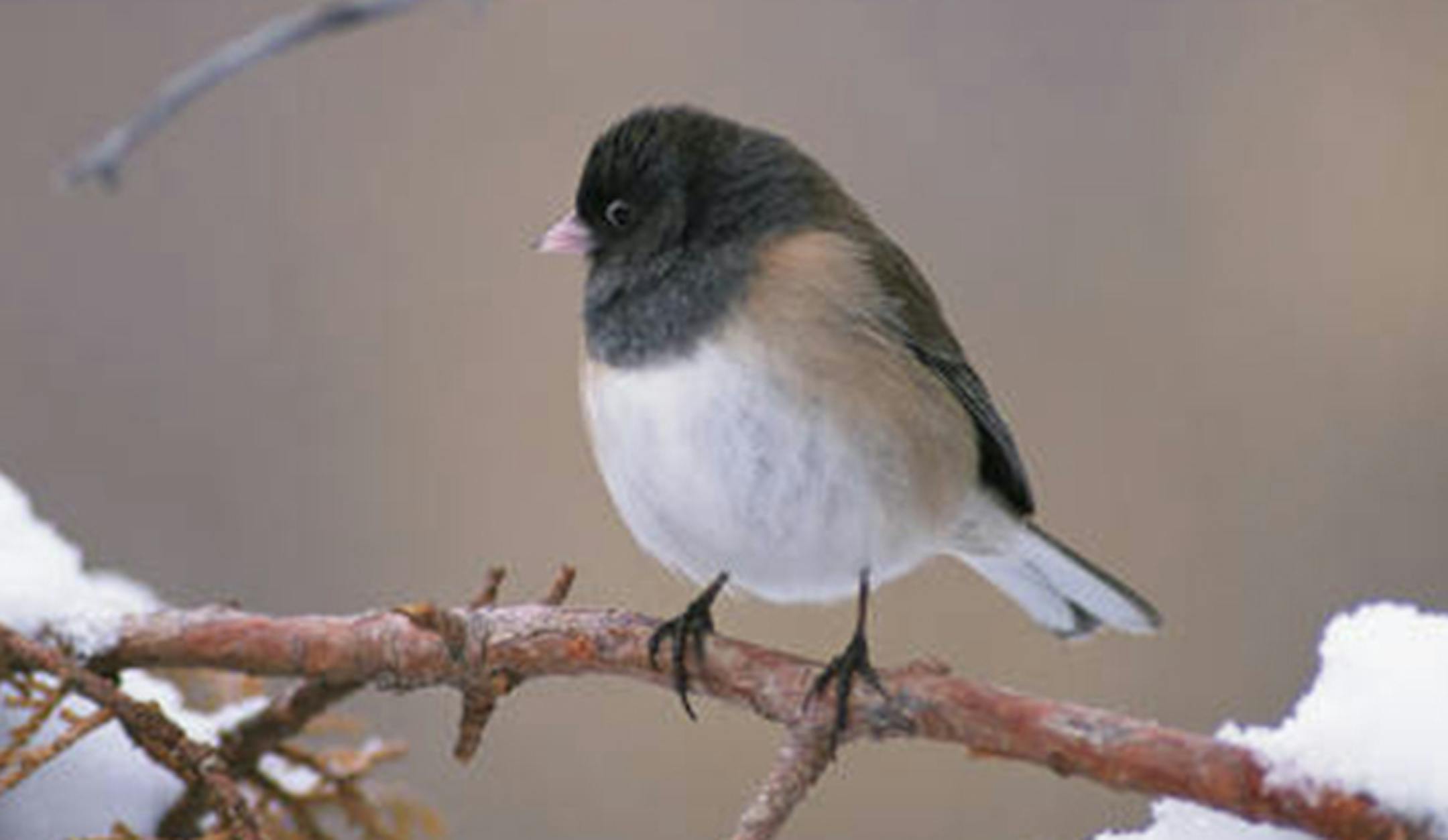 Dark-eyed junco, for Outdoors Weekend.