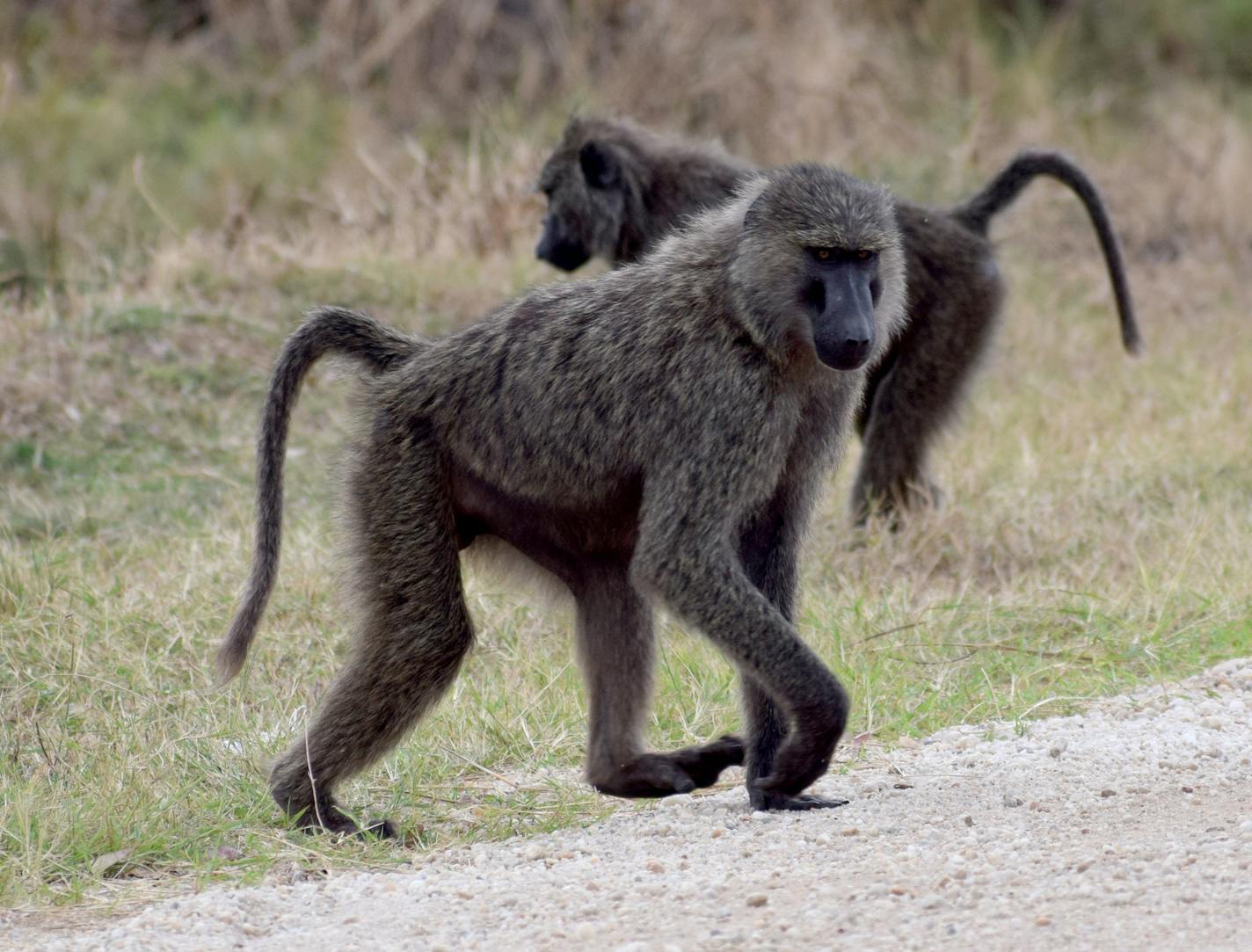 Baboons are the most commonly seen primates in Queen Elizabeth National Park. (photo by John Grimshaw)