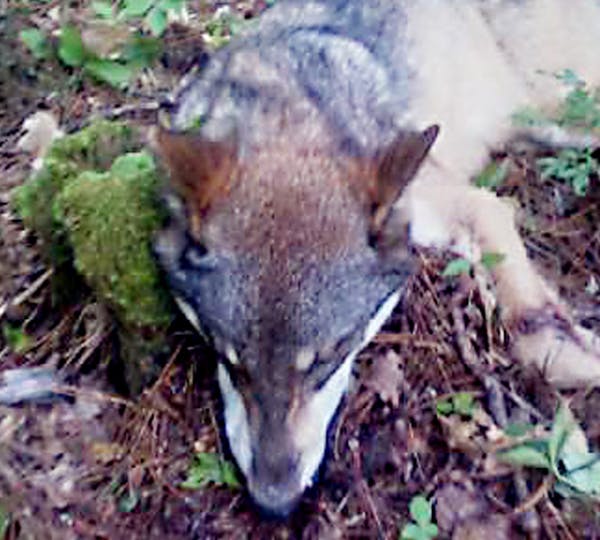 PHOTO COURTESY DNR. A 16-year-old boy was injured in an apparent wolf bite early Saturday morning, Aug. 24, near the lakeshore of the West Winnie Camp